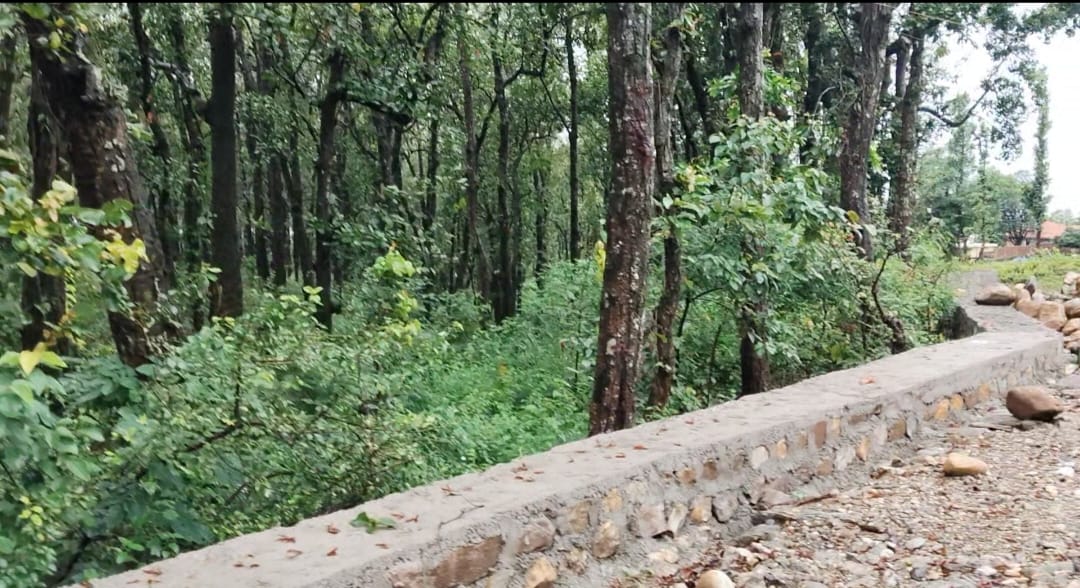 Boundary wall along dense sal forest