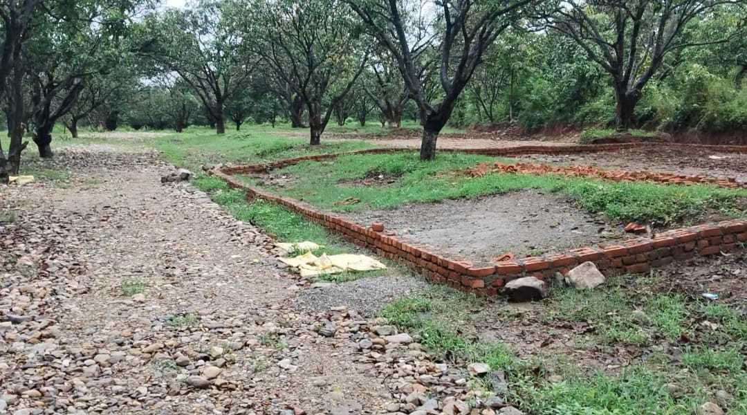 Plots being demarcated within a mango orchard