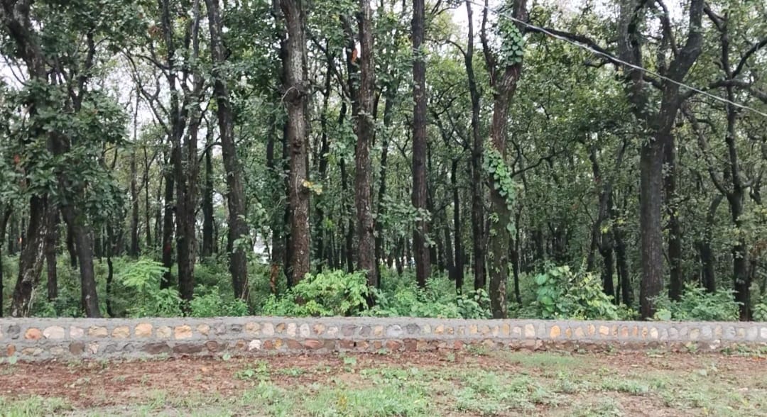 Dense sal forest beside the estate
